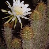 Trichocereus camarguensis ©JLcoll.4334-2.JPG